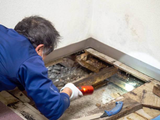 Best Commercial Mold Removal  in Lyons, OR