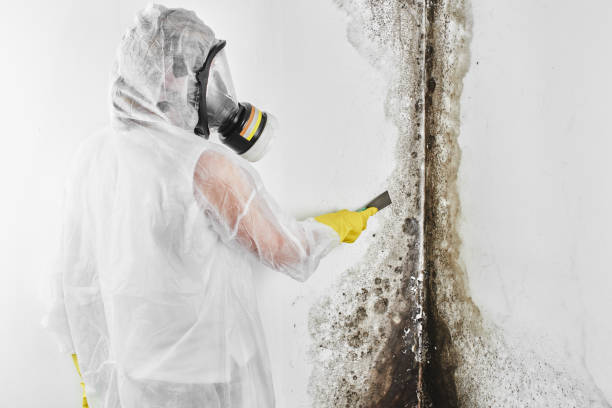 Certified Mold Removal in Lyons, OR
