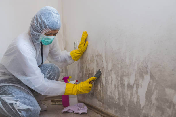 Best Office Mold Removal Services  in Lyons, OR
