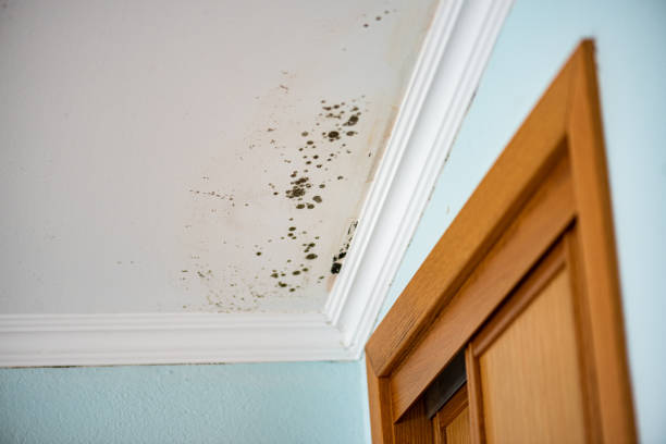 Best Mold Testing  in Lyons, OR