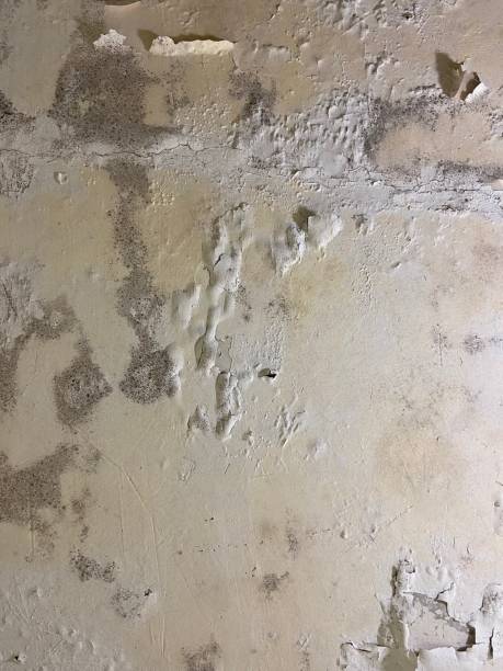 Best Crawl Space Mold Removal  in Lyons, OR