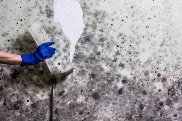Best Commercial Mold Removal  in Lyons, OR