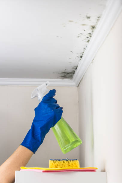 Best Mold Removal Process  in Lyons, OR