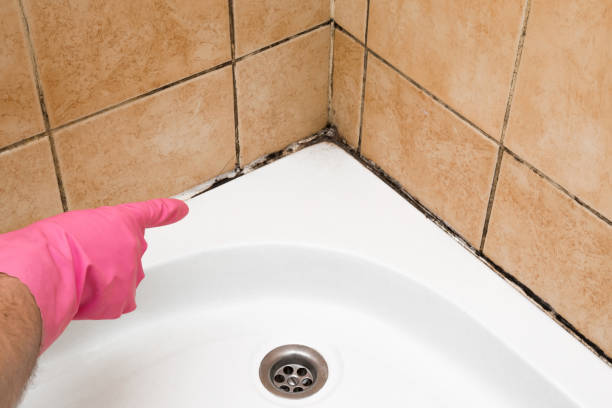 Best Toxic Mold Removal  in Lyons, OR